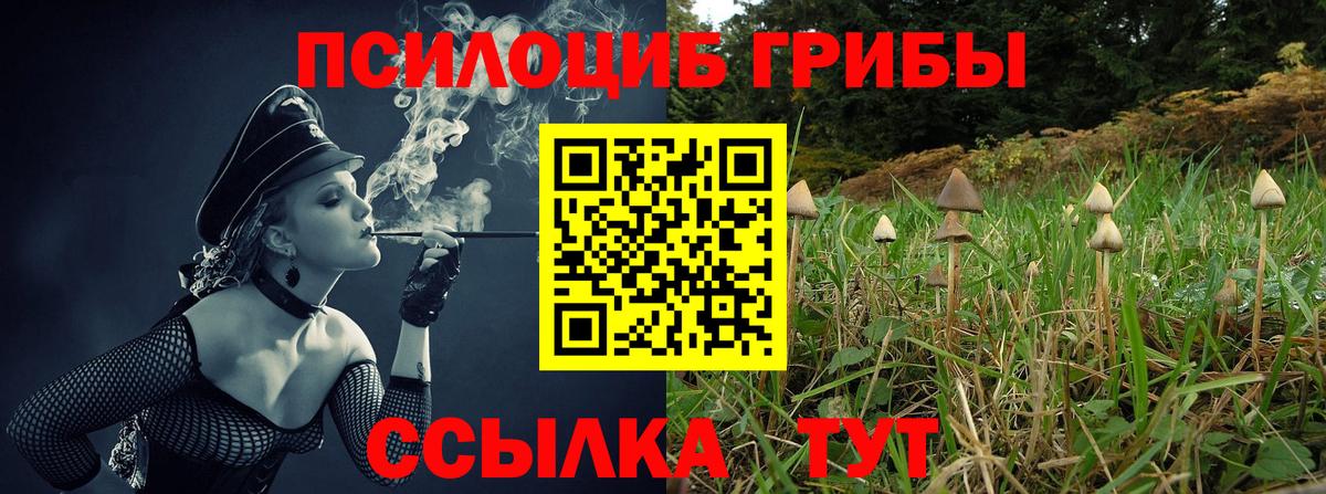 Псилоцибиновые грибы Psilocybe Северск